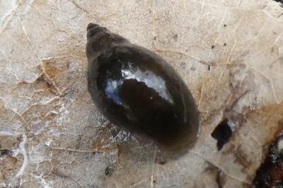 <i>Physella acuta</i>