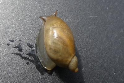 <i>Succinea putris</i>
