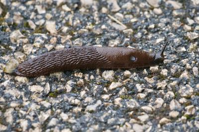 <i>Arion rufus/vulgaris</i>