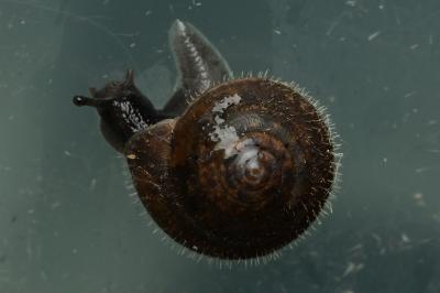 <i>Trochulus hispidus</i>