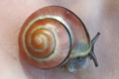 <i>Cepaea nemoralis</i>