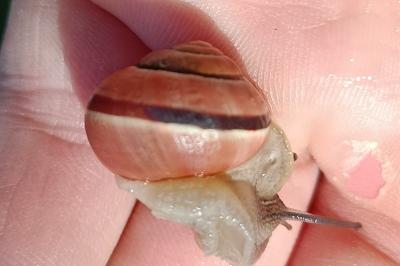 <i>Cepaea nemoralis</i>