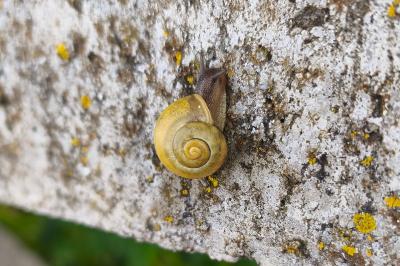<i>Cepaea</i>