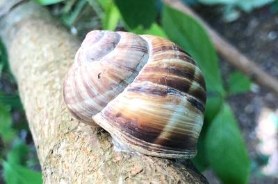 <i>Helix lucorum</i>