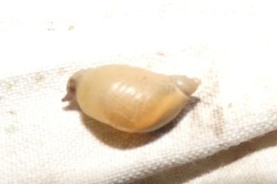 <i>Succinea putris</i>
