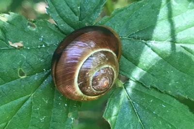 <i>Cepaea hortensis</i>