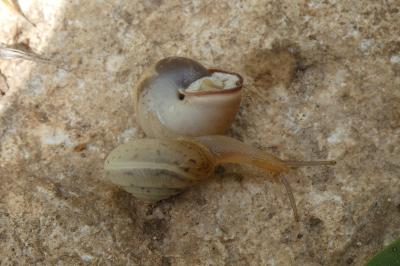 <i>Monacha cartusiana</i>