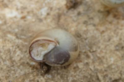 <i>Monacha cartusiana</i>