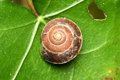 <i>Hygromia</i>