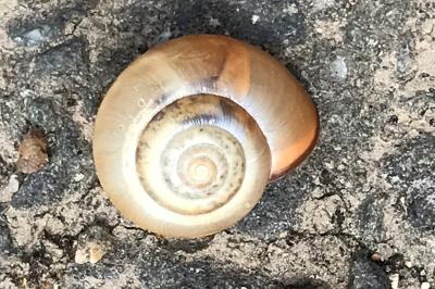 <i>Monacha cartusiana</i>