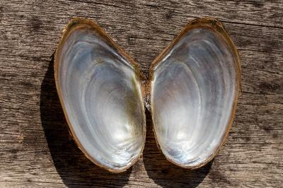 <i>Anodonta anatina</i>