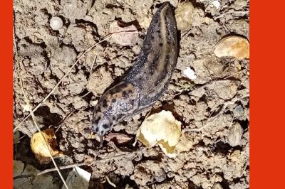 <i>Limax maximus</i>