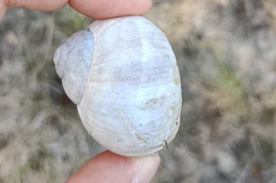<i>Helix pomatia</i>