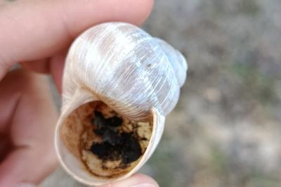 <i>Helix pomatia</i>