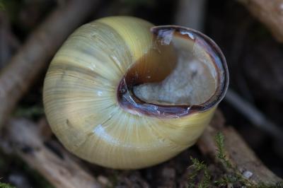 <i>Cepaea nemoralis</i>