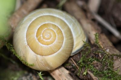 <i>Cepaea nemoralis</i>