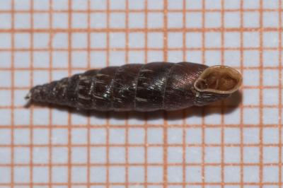 <i>Clausilia bidentata</i>