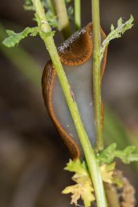 <i>Arion vulgaris</i>