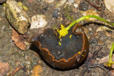 <i>Arion vulgaris</i>