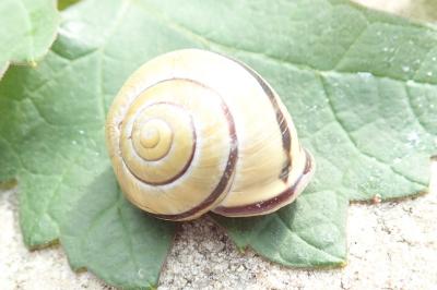 <i>Cepaea nemoralis</i>