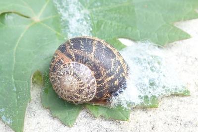 <i>Cornu aspersum</i>