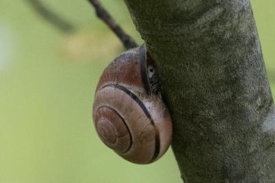 <i>Cepaea nemoralis</i>