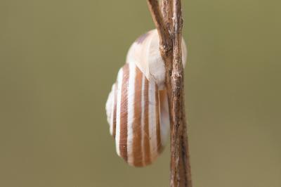 <i>Helicella itala</i>