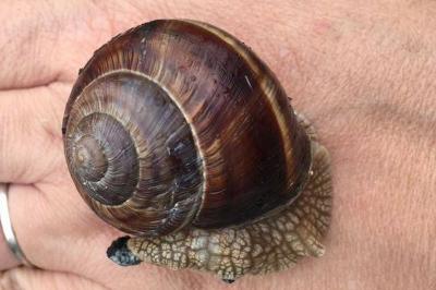 <i>Helix lucorum</i>