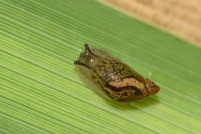 <i>Succinea putris</i>
