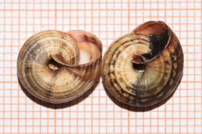 <i>Theba pisana</i>