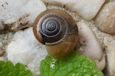 <i>Oxychilus</i>