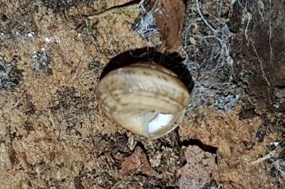 <i>Xeroplexa intersecta</i>