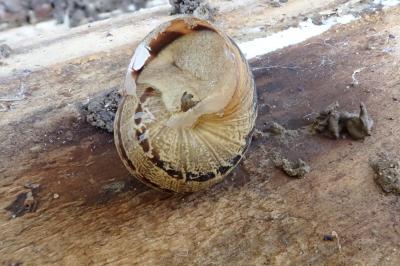 <i>Cornu aspersum</i>