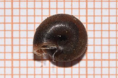 <i>Trochulus hispidus</i>