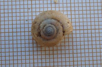 <i>Oxychilus</i>