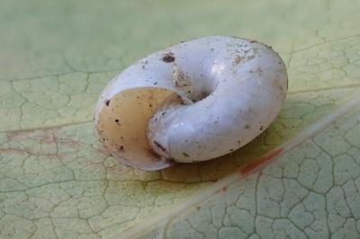 <i>Oxychilus</i>
