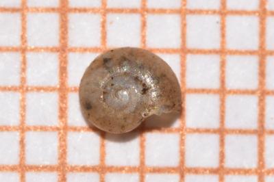 <i>Perpolita hammonis</i>