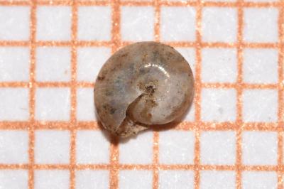 <i>Perpolita hammonis</i>