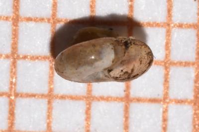 <i>Perpolita hammonis</i>
