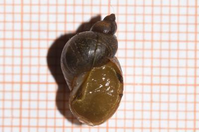 <i>Peregriana labiata</i>