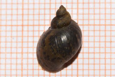 <i>Peregriana labiata</i>
