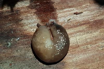 <i>Deroceras reticulatum</i>