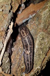 <i>Limax maximus</i>