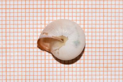 <i>Monacha cartusiana</i>