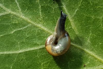 <i>Oxychilus navarricus helveticus</i>