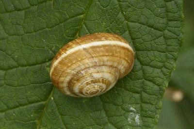 <i>Cernuella</i>