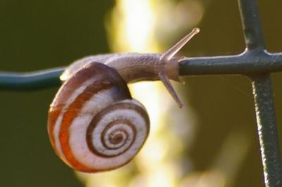 <i>Cernuella neglecta</i>