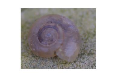 <i>Oxychilus</i>