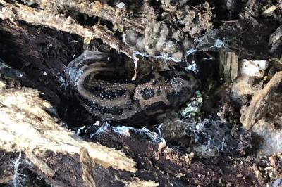 <i>Limax maximus</i>