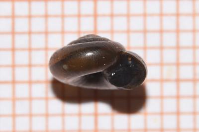<i>Zonitoides nitidus</i>